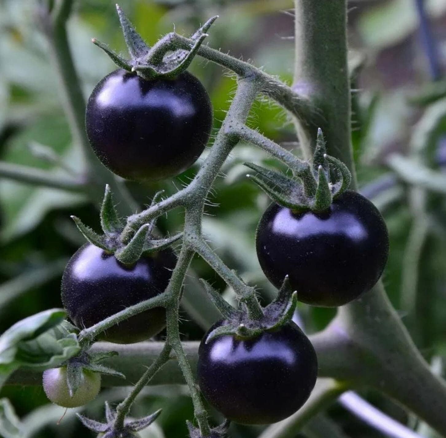 120+ EUROPEAN BLACK CHERRY TOMATO SEEDS – SWEET – HEIRLOOM -NON GMO – RARE