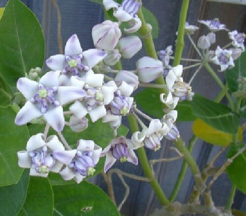 Asclepias calotropis Gigantea Giant Milkweed 10 seeds