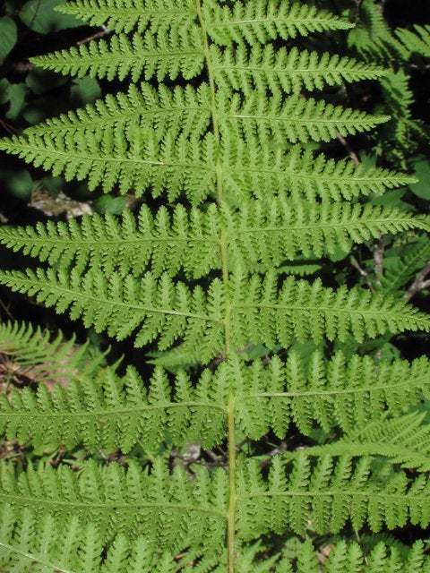20 Hay Scented Fern Clumps of 10-12 Rhizomes – Dennstaedtia punctilobula