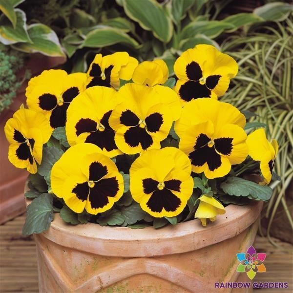 200+ Matrix Yellow Blotch Pansy (Viola) Seeds for Garden – USA – FREE SHIPPING!