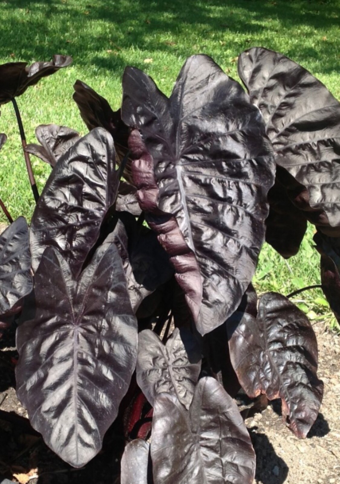 AUTHENTIC Colocasia Black Ripple 1 bulbs