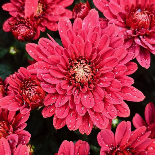 Red Velvet Mum Chrysanthemum Seeds 200+ Seeds Mum Flower, Flower Seeds, Annual