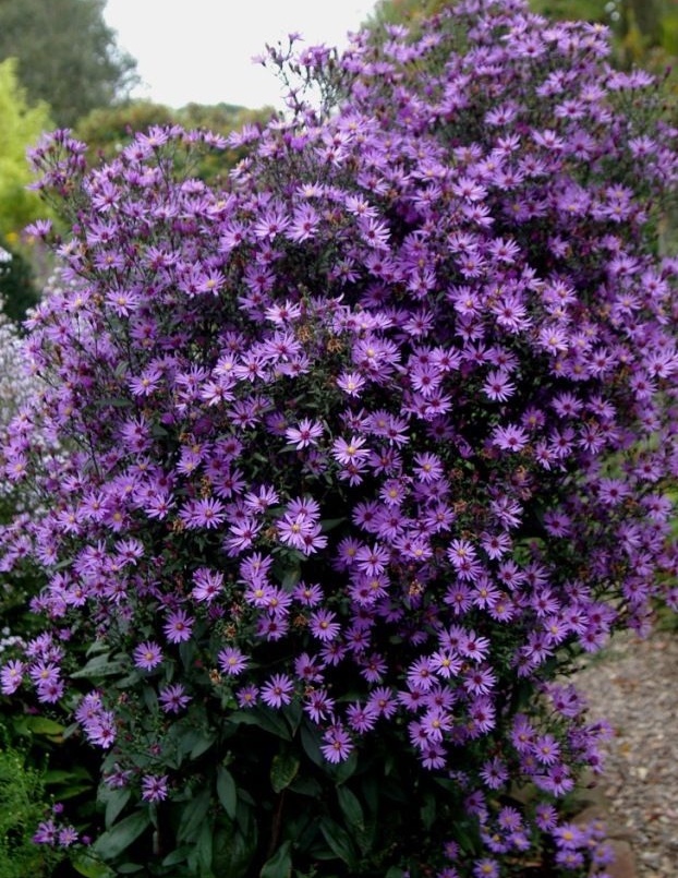 BULK Wildflower Seeds PURPLE Tahoka Daisy Heirloom Heat Sun Tolerant Native