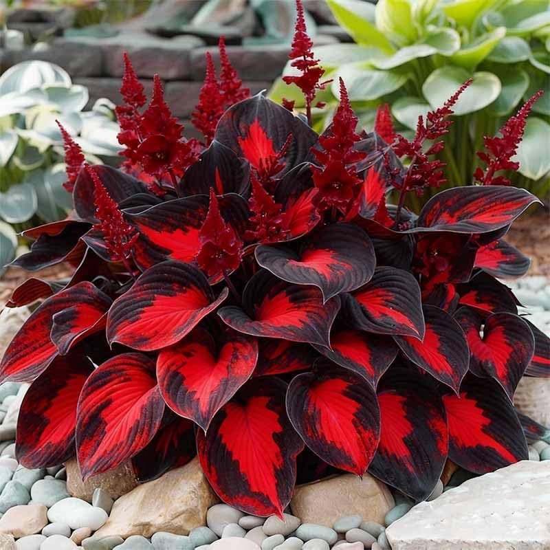330+ Mixed Color Hosta Seeds for Planting – Shade-Tolerant Perennials, Dual Use
