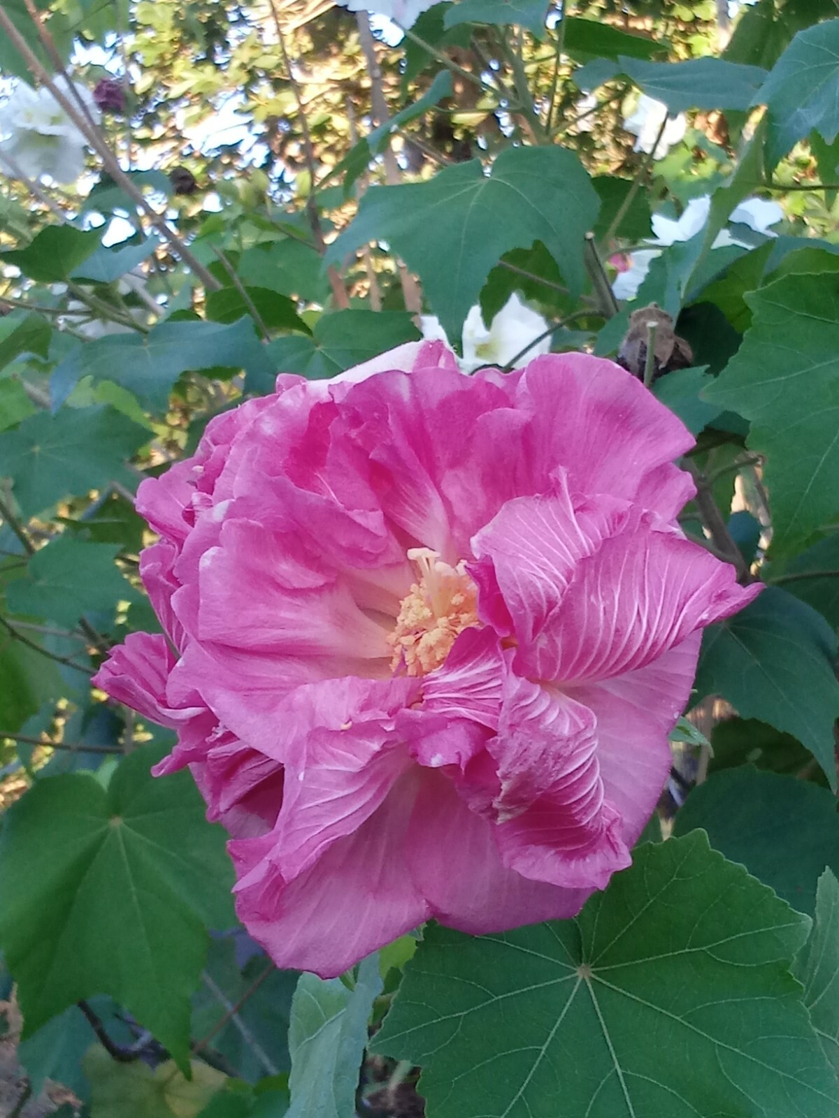 One Dozen Seeds: Southern Confederate Rose Hibiscus Mutabilis Dixie Rosemallow