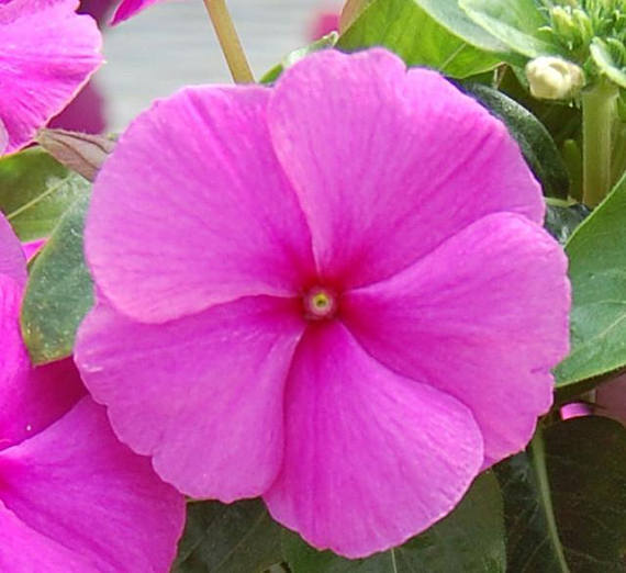 Vinca Seeds Cobra Purple 25 Seeds Flower Seeds
