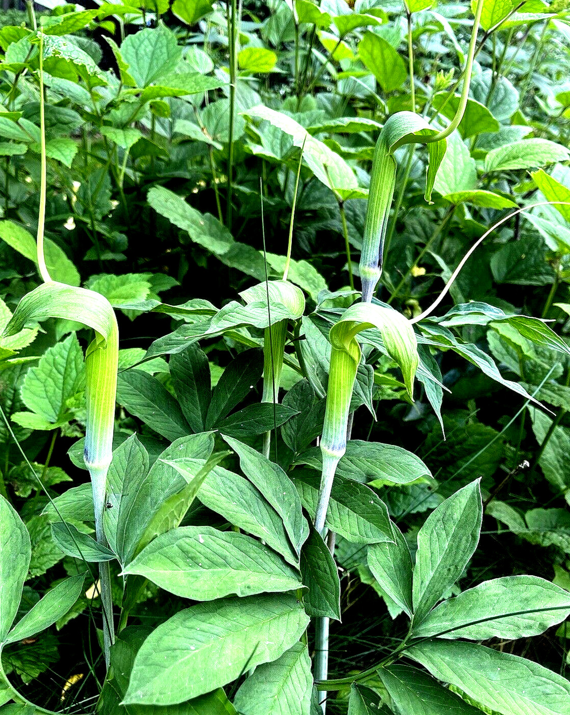 25 ARISAEMA HETEROPHYLLUM Seeds -Dancing Crane Cobra Lily