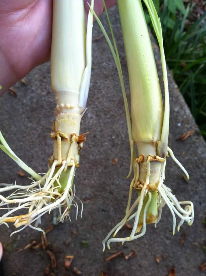3 Rooting Lemongrass Stalks Cymbopogon Herb Sereh Plant EZ to Grow Lemon Grass