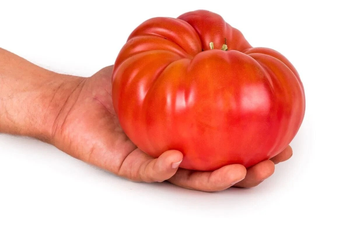240+ Delicious Tomato Seeds —– LARGE — WORLD RECORD — NON-GMO — FRESH