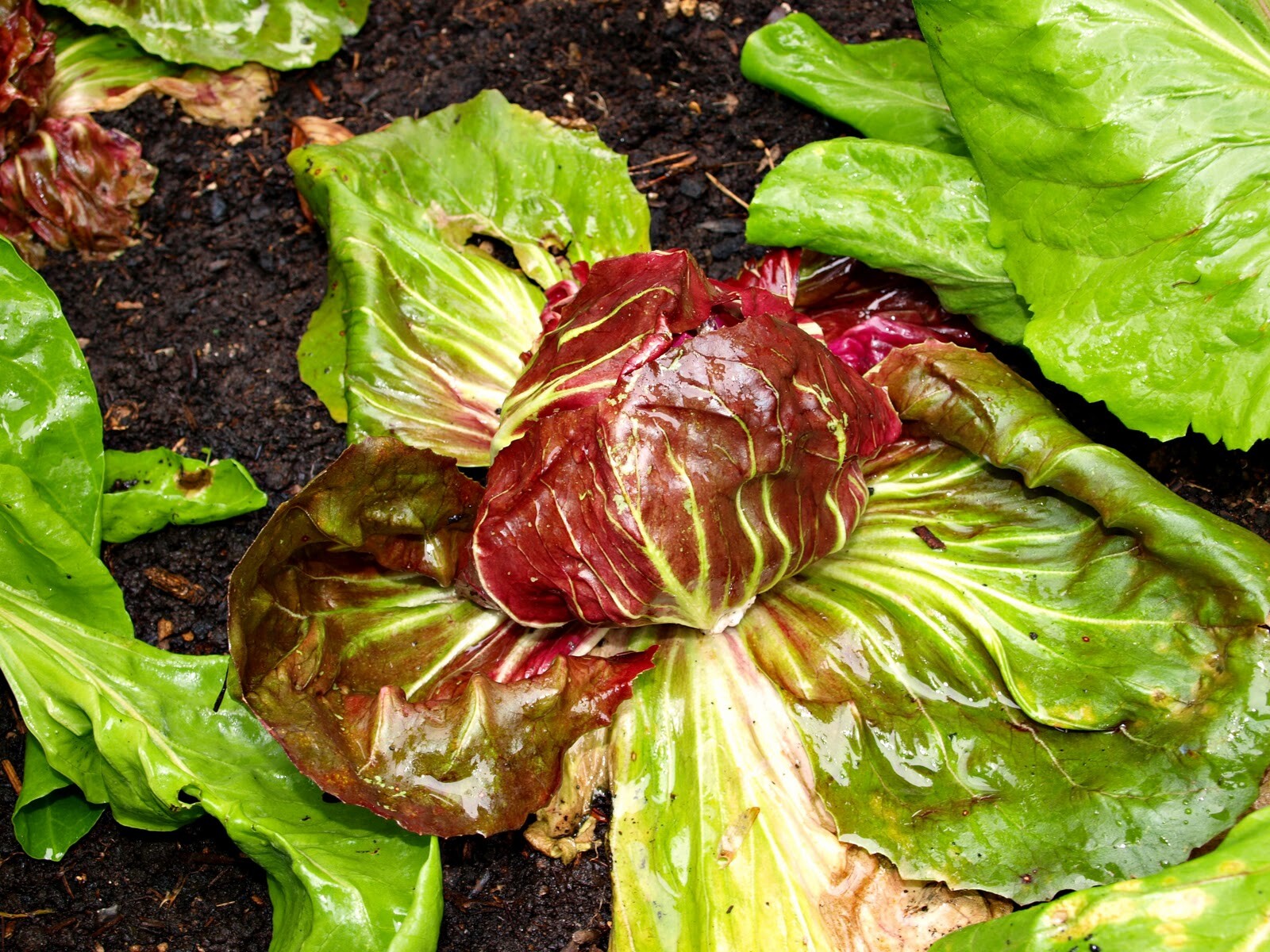 500+ Radicchio Seeds | Non-GMO | Fresh Garden Seeds USA Grown Heirloom