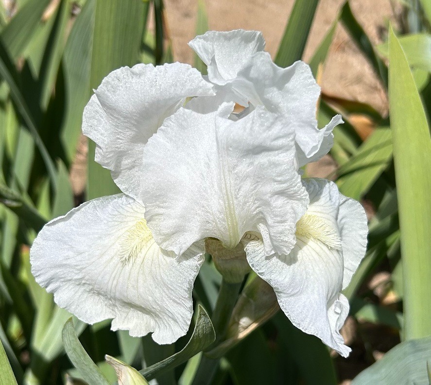 ‘Immortality’ iris rhizome + gift, combined shipping $1 each additional