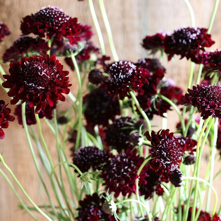 30 Scabiosa Black Knight seeds