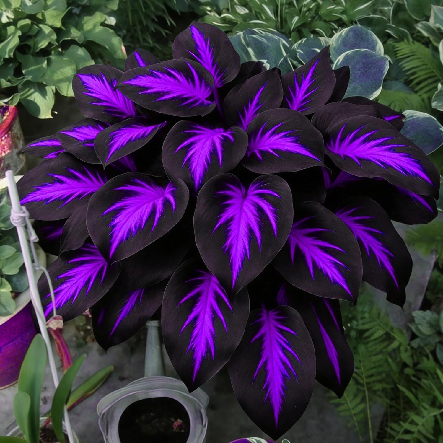 Mix Hosta Seeds for Planting, 280+pcs Rare Perennial Hosta Flower Seeds Plantnew