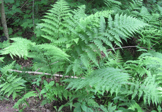 western Lady fern 1000 spores (seeds) Filix femina, cold hardy, up to 3′ tall