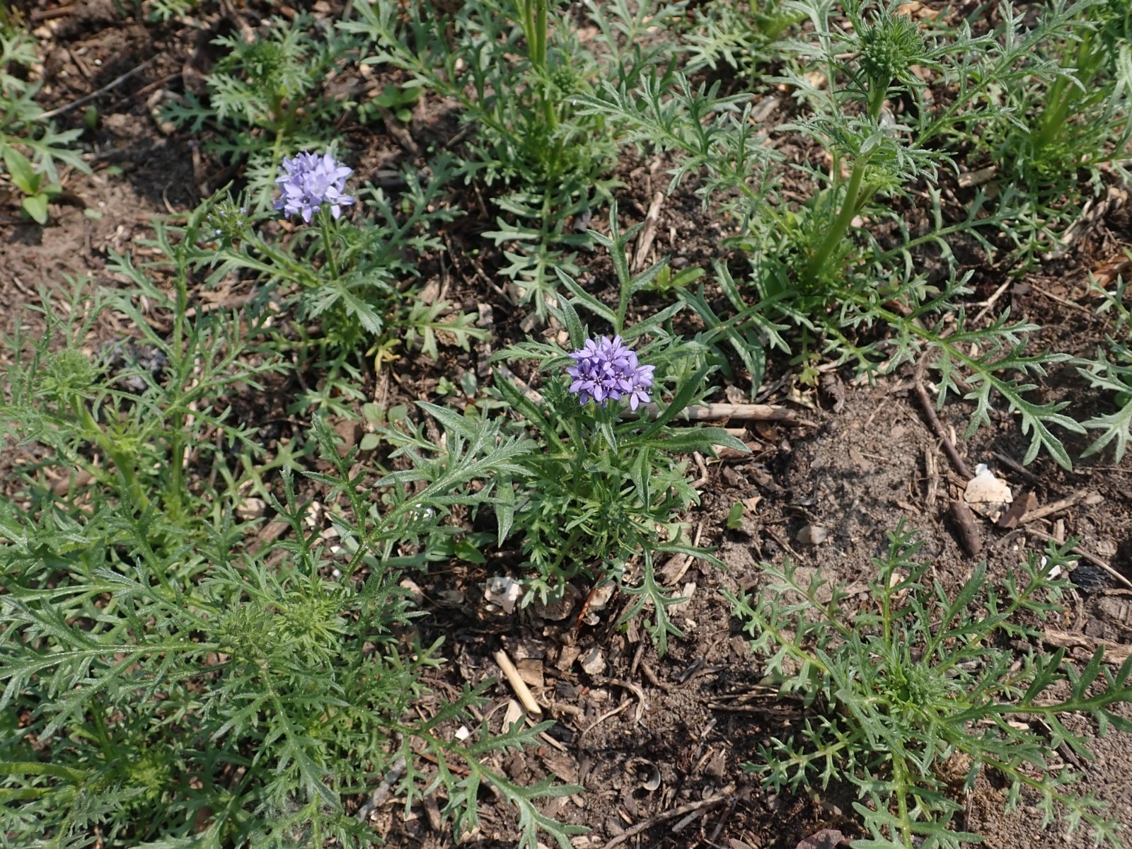 Globe Gilia Seeds for Wild Flower Garden for California Native Pollinator Seed