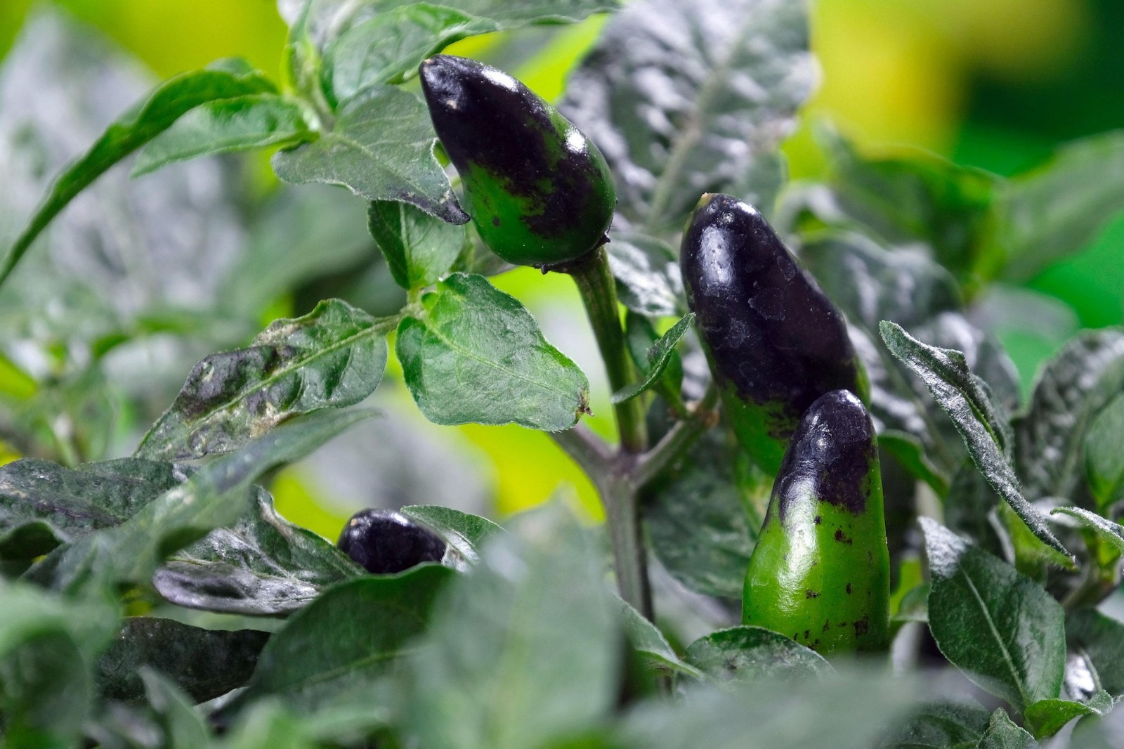 10 Heirloom Royal Black Pepper Seeds! Edible and Ornamental