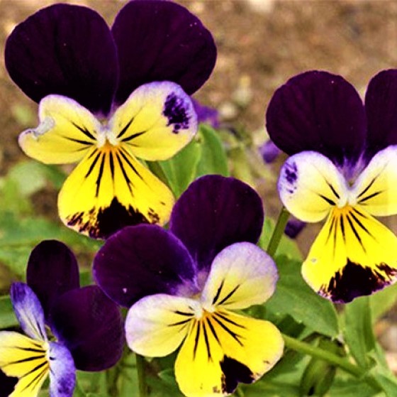 Beautiful Johnny Jump Up Seeds 200+ Seeds NON-GMO -BUY 4 ITEMS FREE SHIPPING