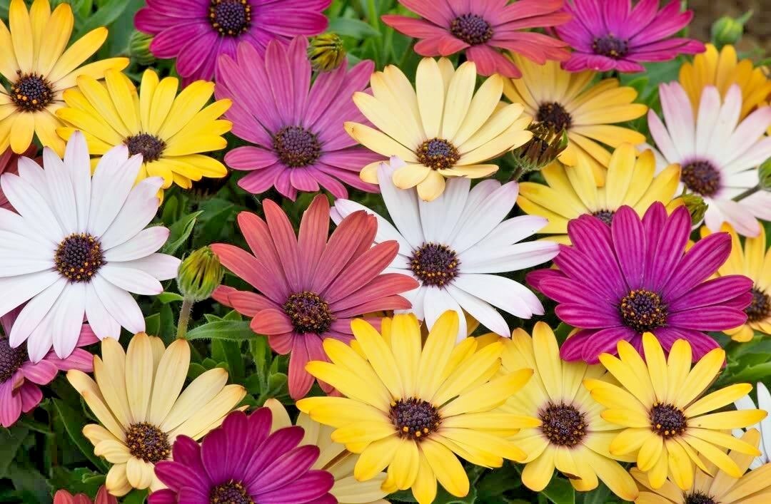 200+AFRICAN DAISY Cineraria Mix Flower Seeds Cape Marigold Drought Tolerant Easy