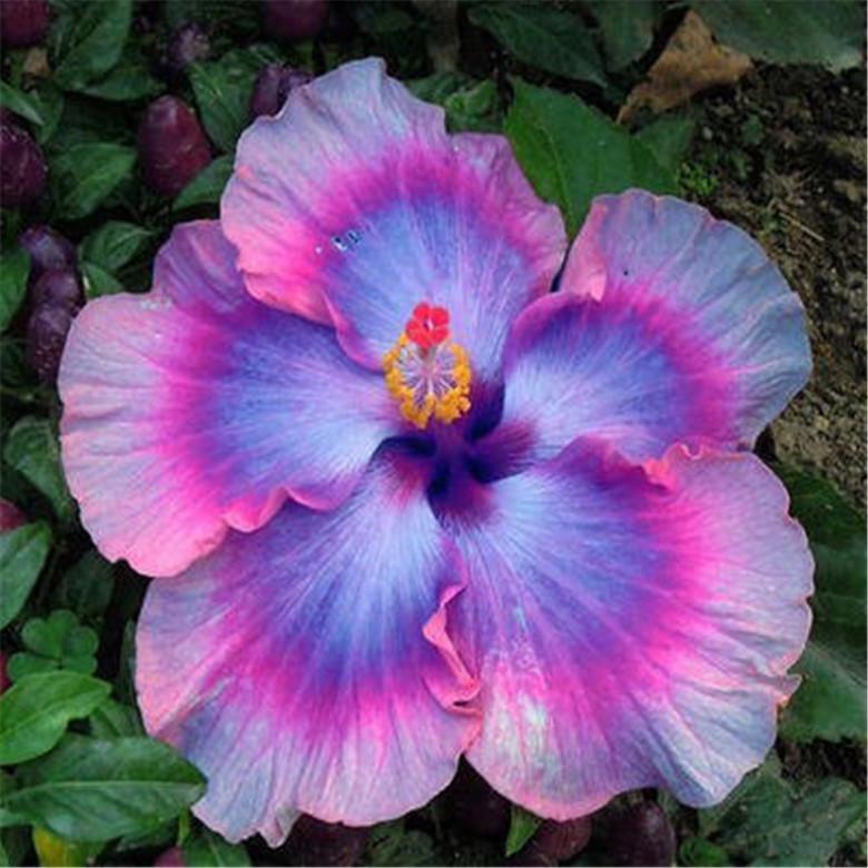 20 EXOTIC RARE HIBISCUS SEEDS for garden flower beds plant bush USA SELLER USPS