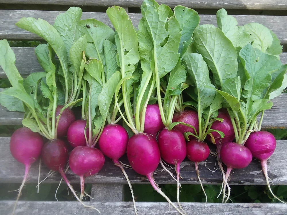 Purple plum radish seeds (100) / ORGANIC / FLORIDA GROWN / FAST GROWING