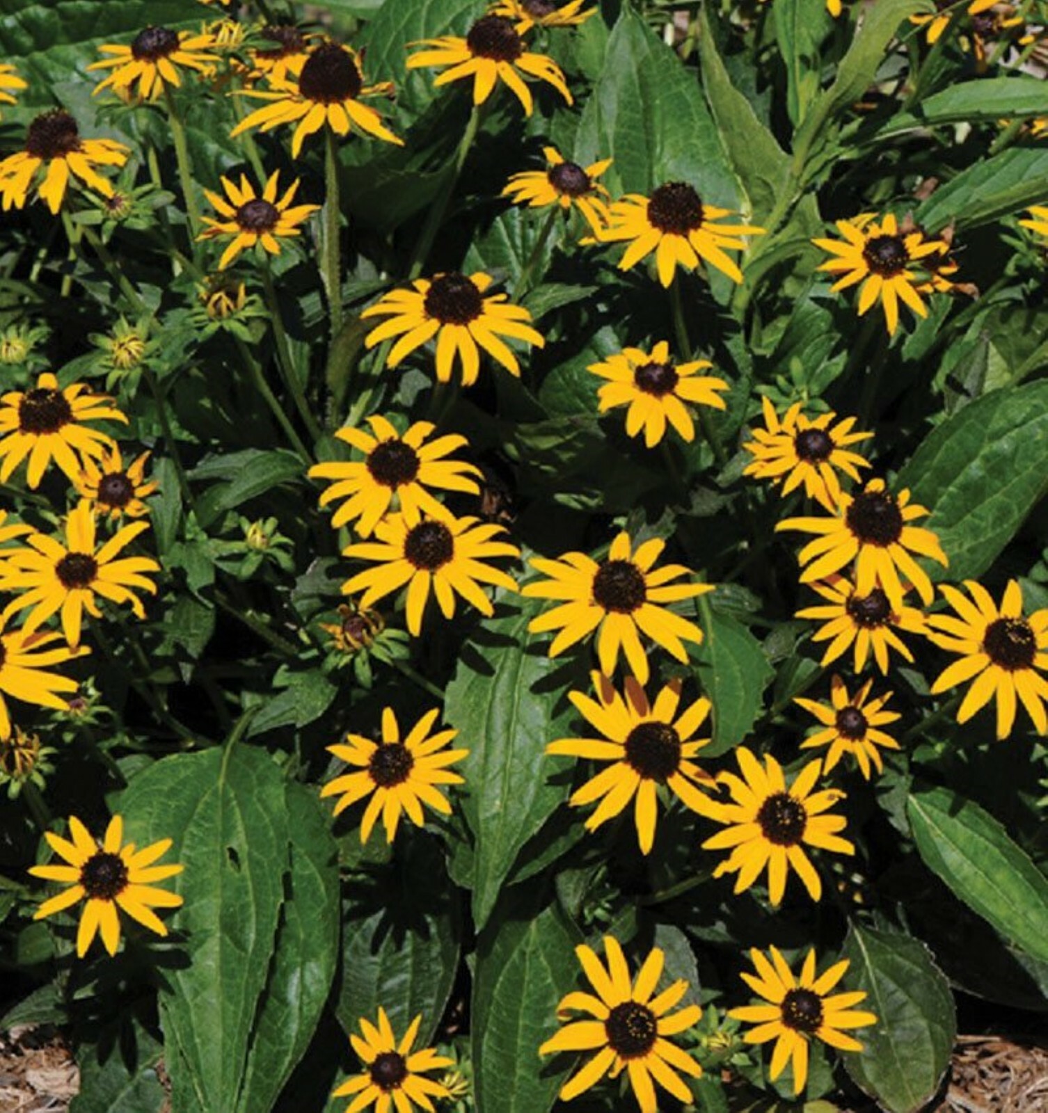 One Black Eyed Susan Rudbeckia Fulgida 1 year old dormant plant