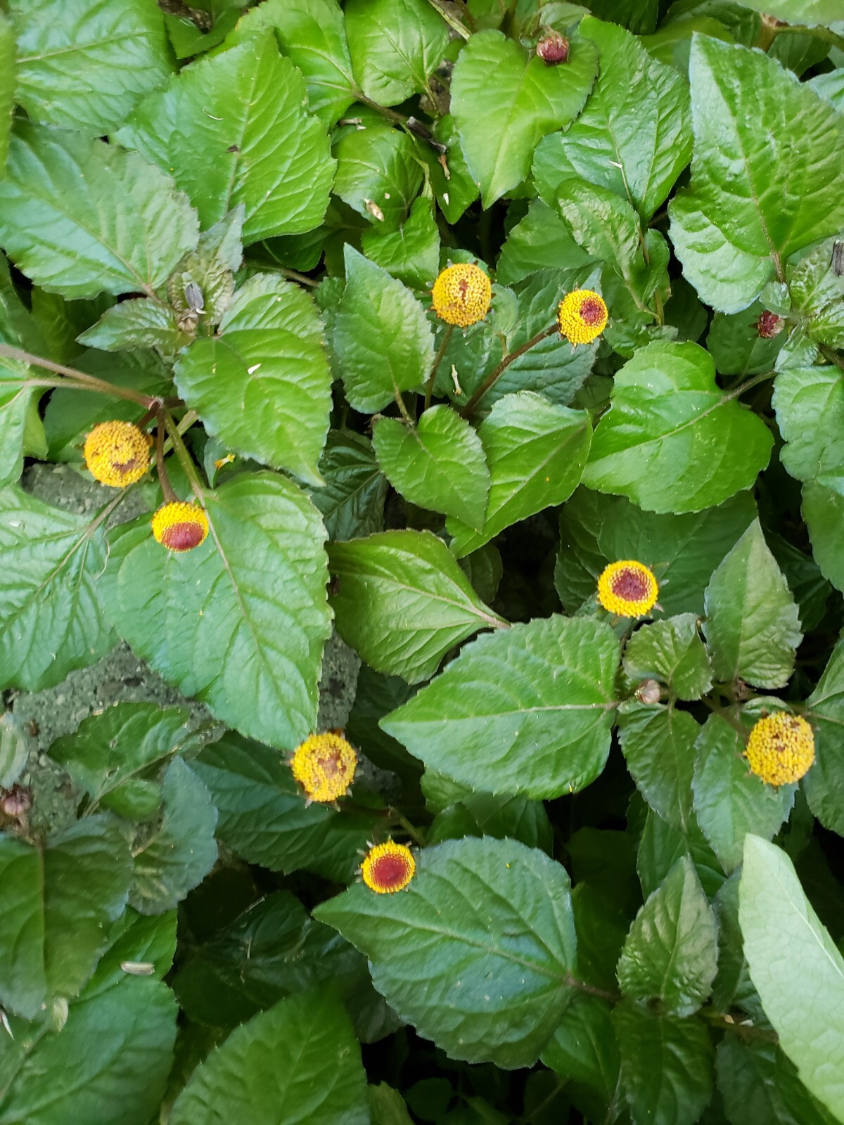 Bullseye Toothache Plant Seeds Organic 25 Count