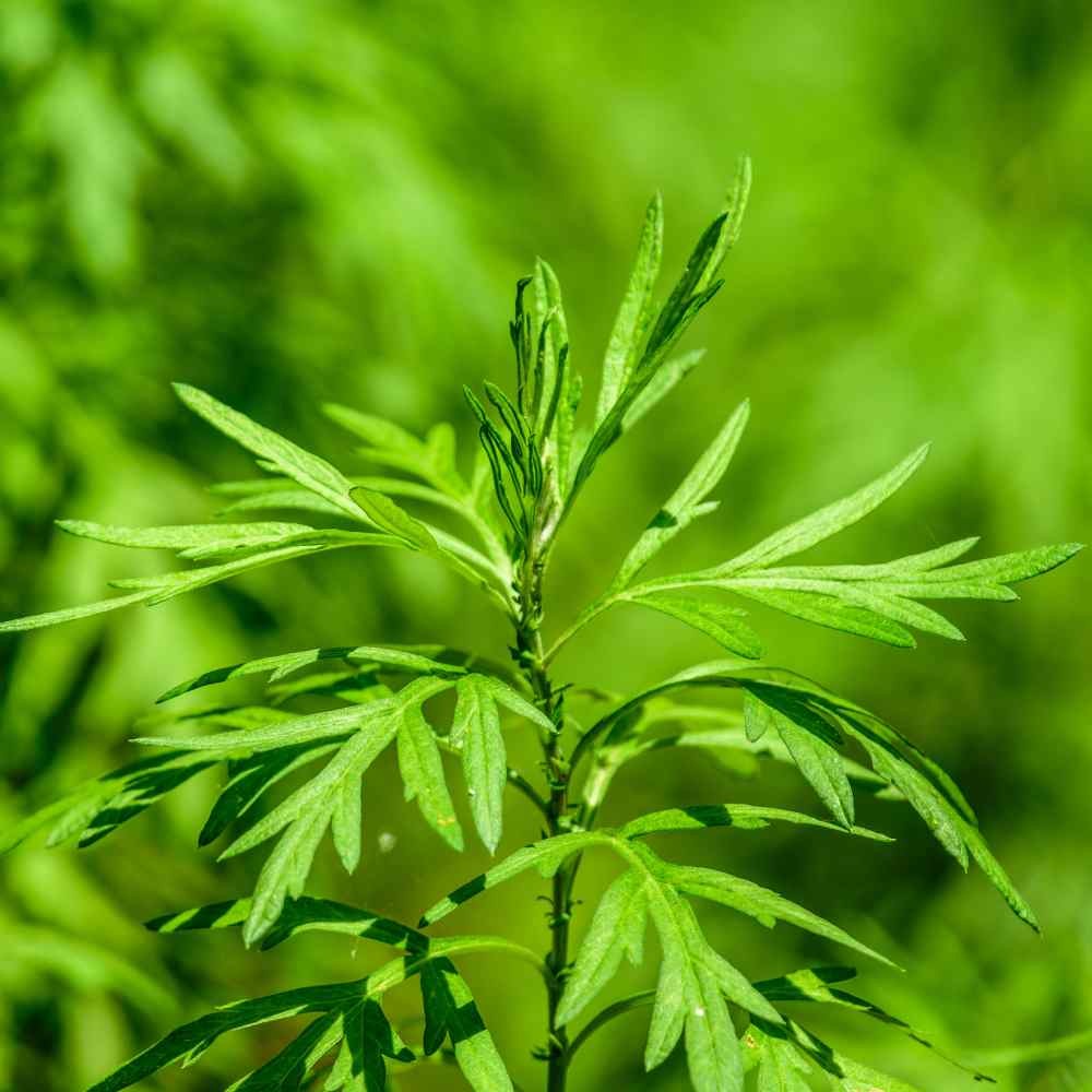5000 Seeds Mugwort Herb Seeds For Planting – Artemisia Vulgaris