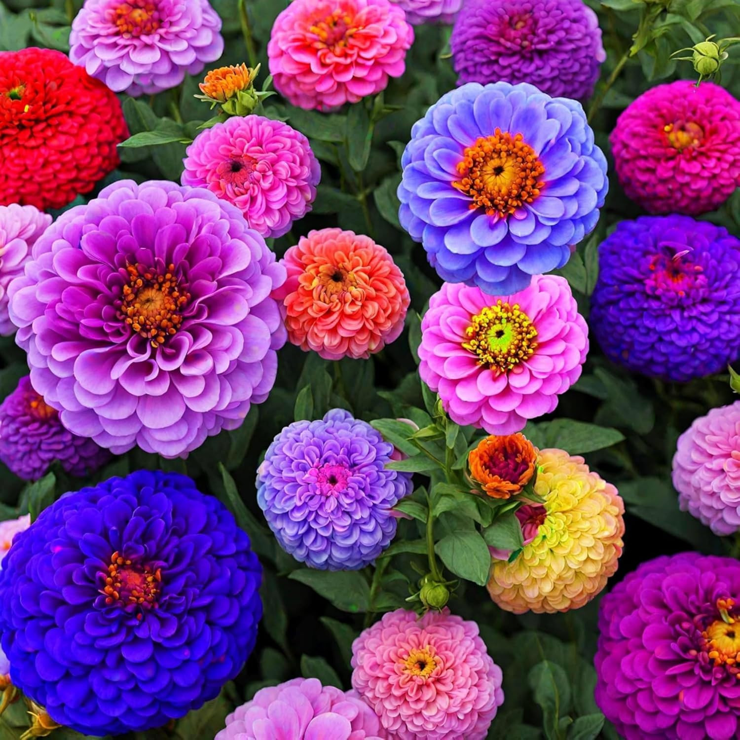 1000+ Crazy Blend Zinnia Seeds for Planting Non-Gmo Mixed Color Zinnia Flowers S