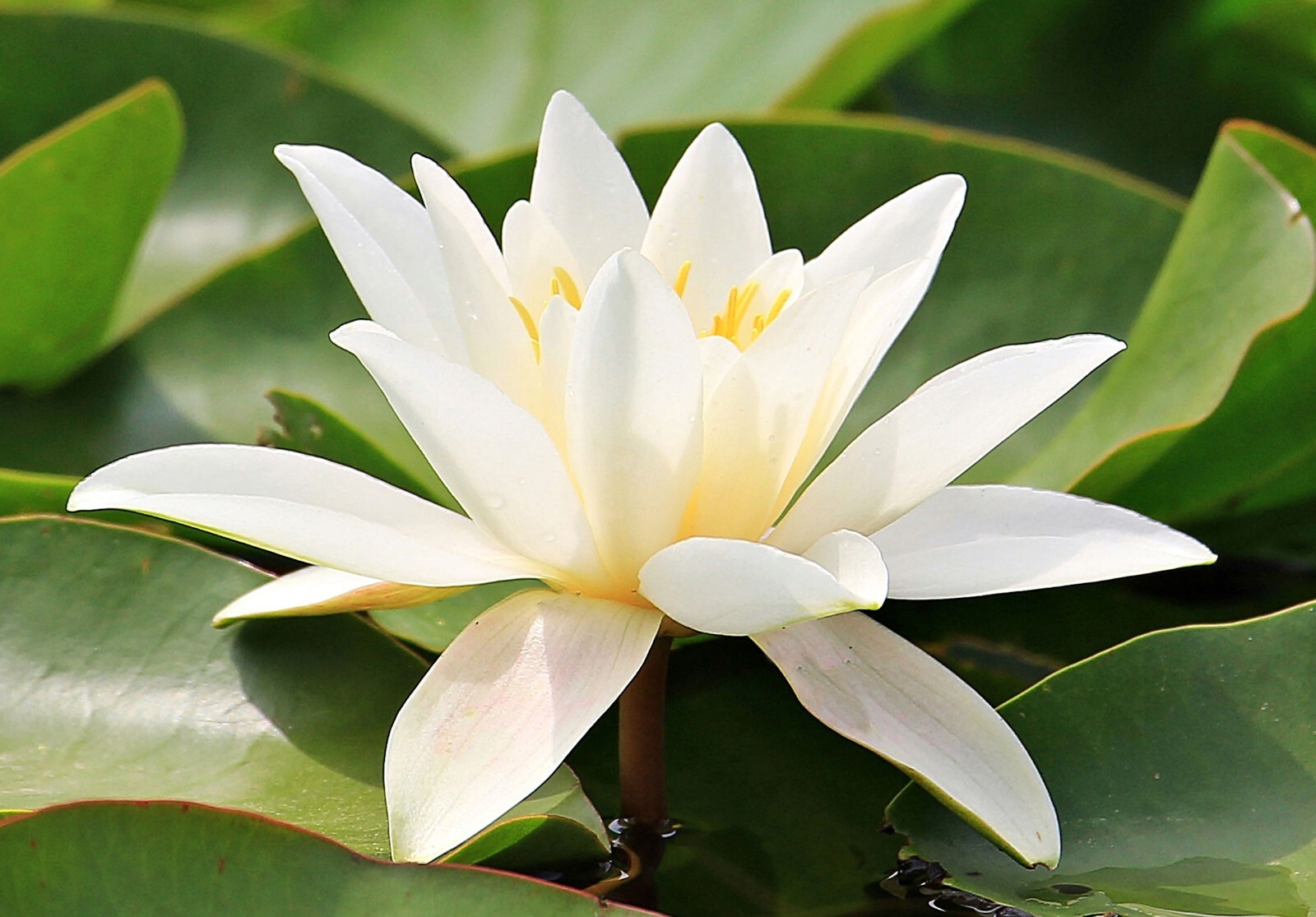 20 Seeds -European White Water Lily- Ponds -Water Features -Nymphaea