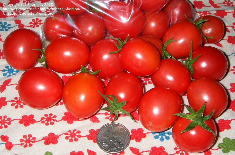 Porter Prolific tomato seeds non-gmo heirloom open pollinated