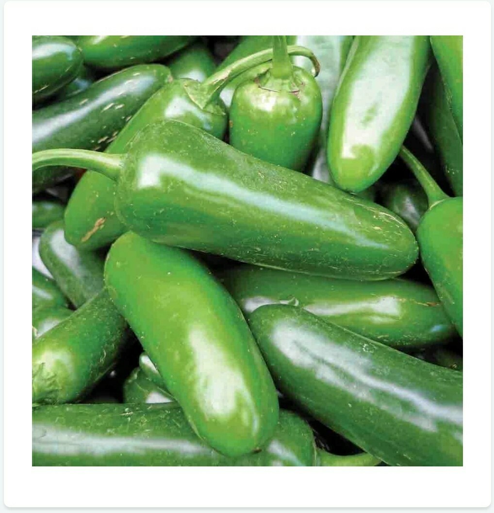 Jalapeno Pepper 30 Seeds – Home grown in Oregon – Organic – Non GMO