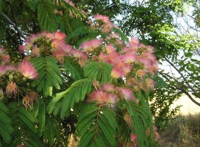 New Mimosa Silk Tree, Albizia julibrissin, 30 Seeds (Fast, Hardy, Showy, Fragran