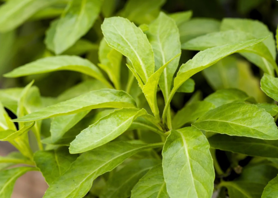 Set 2 Longevity Spinach Live Plants – 4-6″ Tall – Edible Leafy Plant for Garden