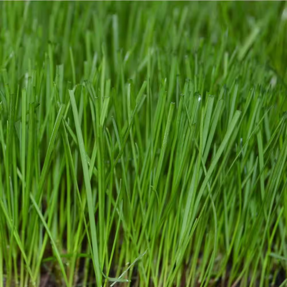 II 25 Lbs. Perennial Ryegrass Blend