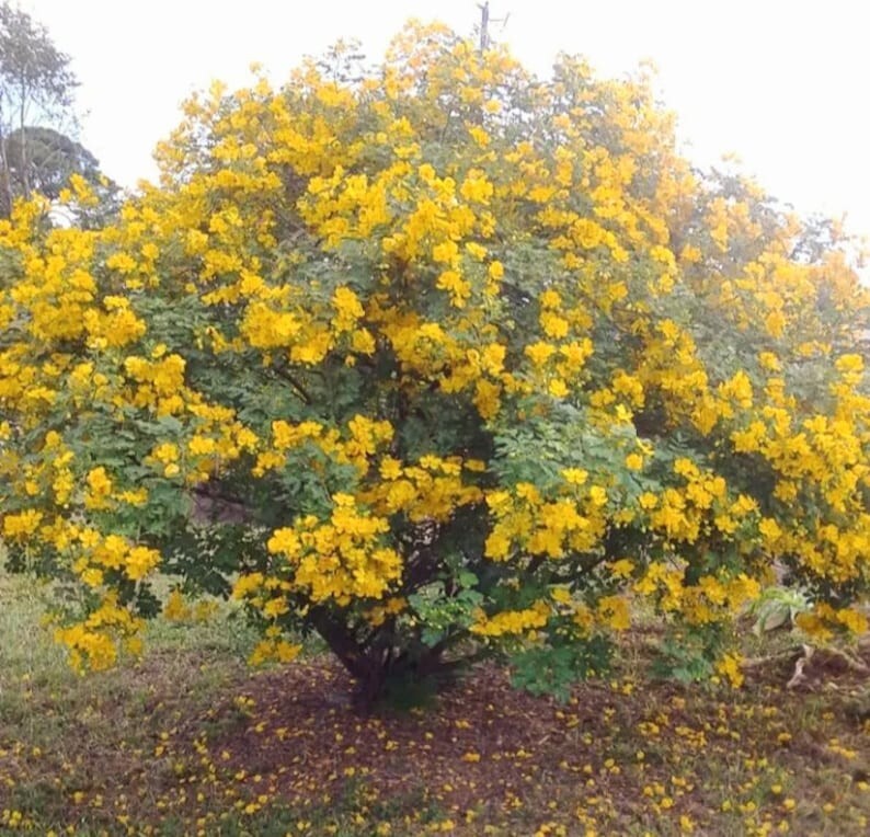 150 Heirloom Christmas Cassia seeds – Senna Bicapsularis/ Senna Pendula