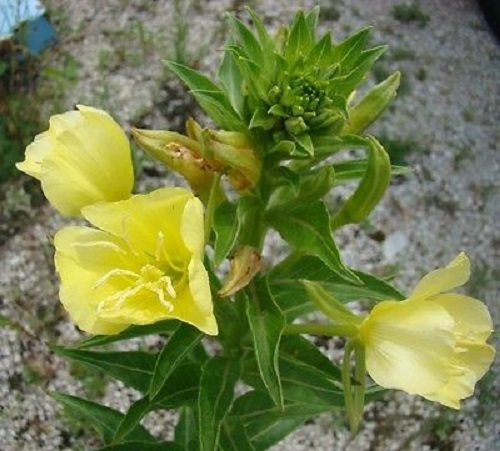 40+ Evening Primrose /.Oenthera / Pale Yellow / Flower Seeds / Reseeding Annual