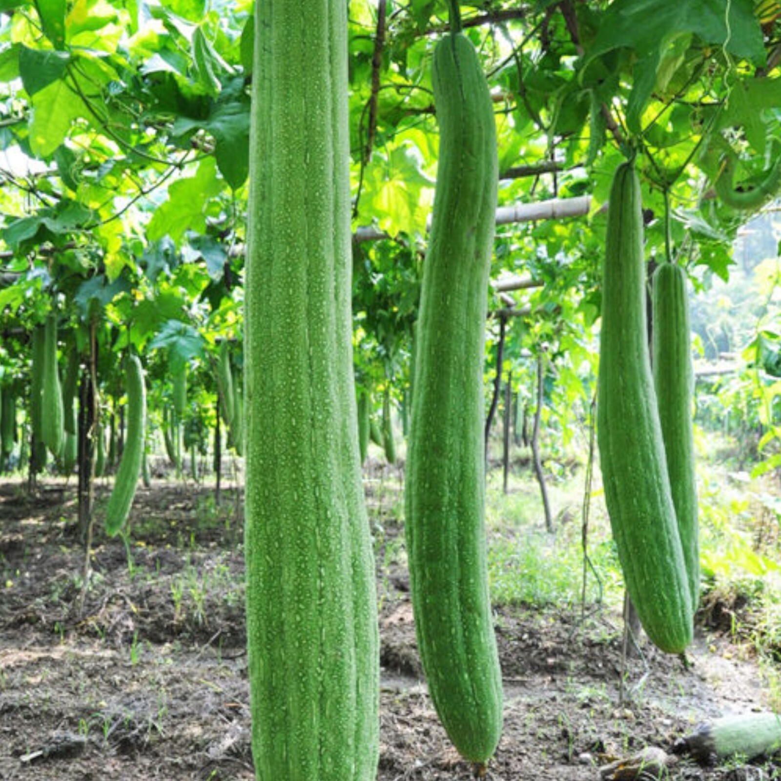 30pcs Super Long Luffa Gourd Seeds – Non-GMO, Loofah Sponge Gourd Seeds.