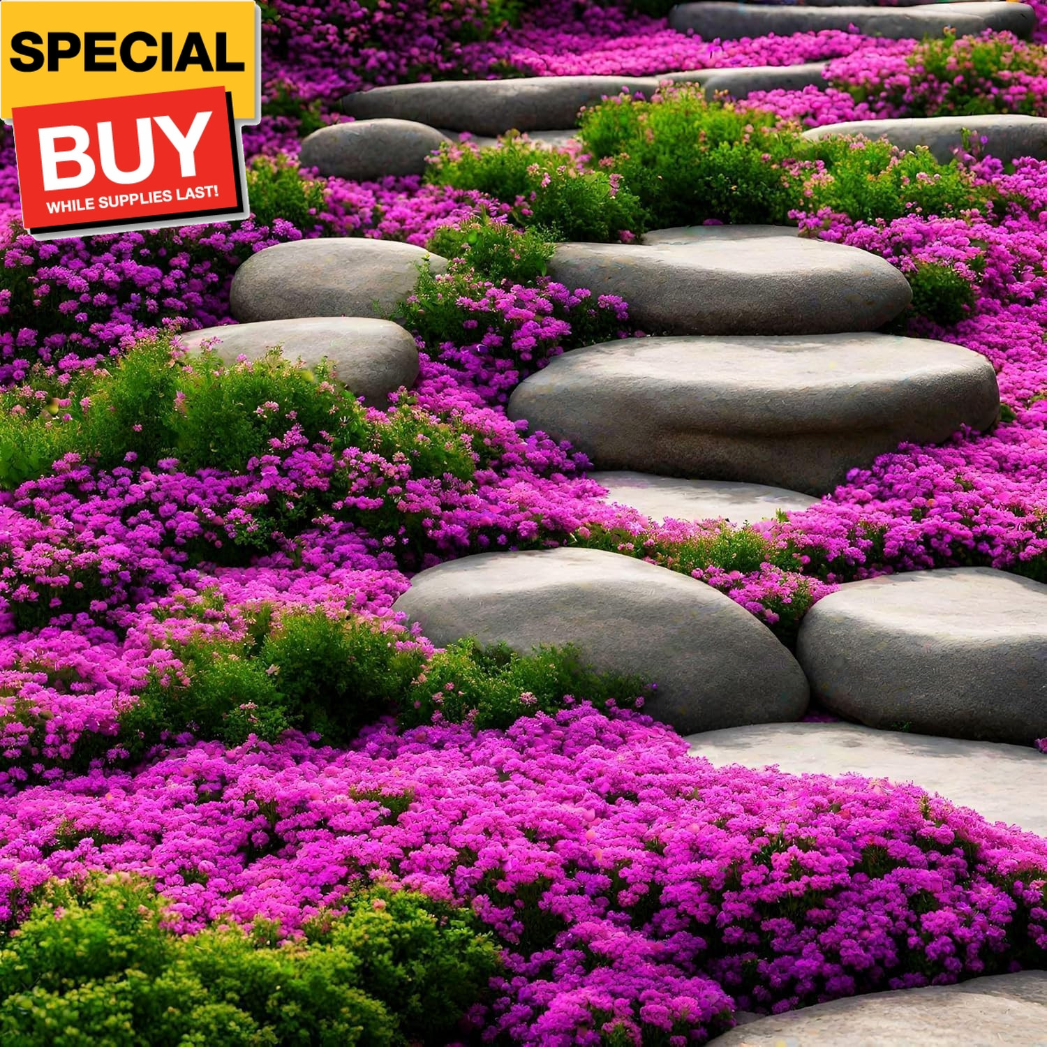 15000+ Creeping Thyme Ground Cover Seeds for Planting – Magic Perennial Flower L