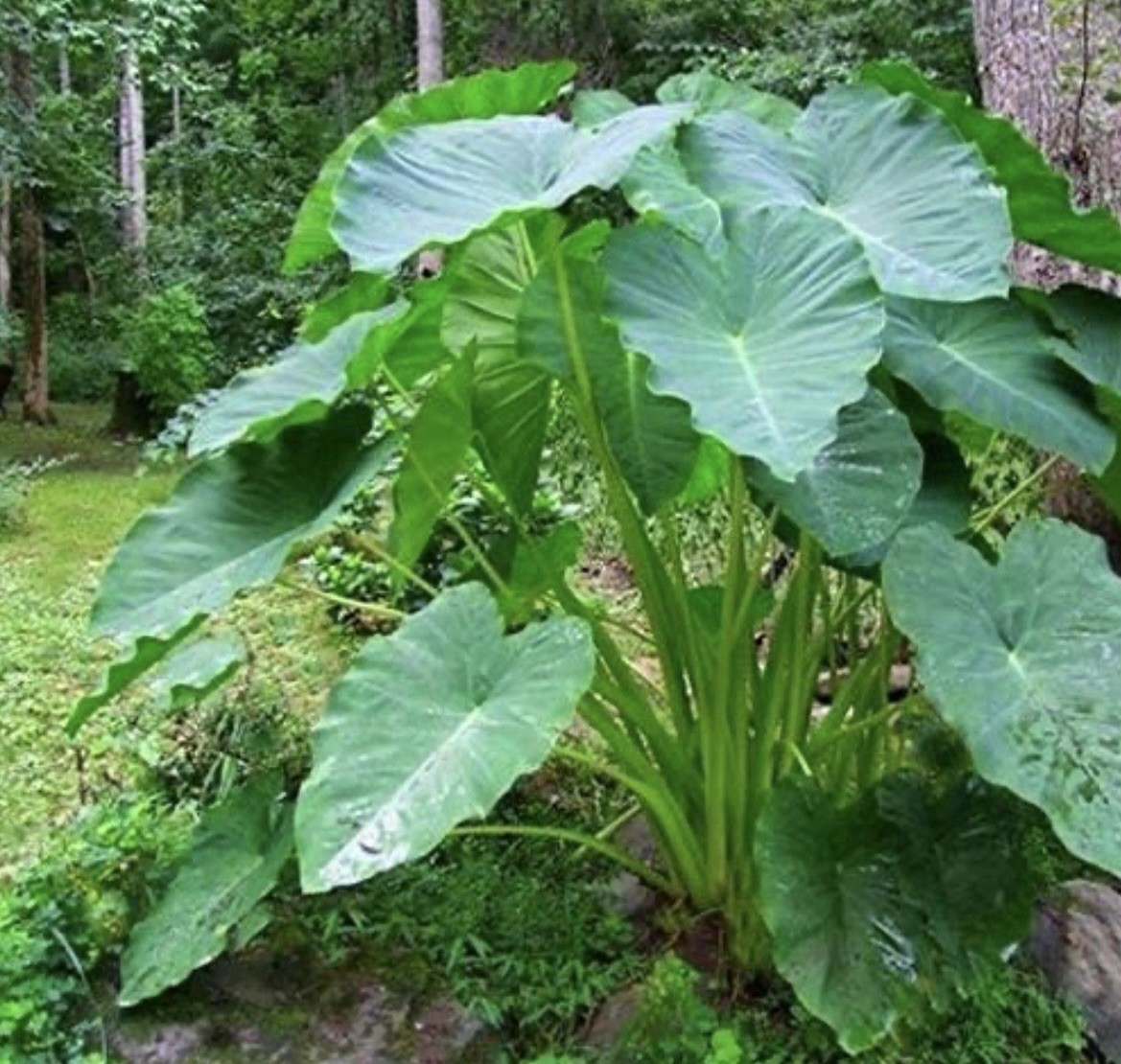 Elephant Ear Bulbs x5