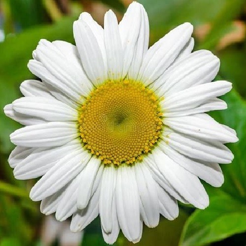 2,500+ Ox Eye Daisy Flower Seeds Perennial Chrysanthemum Lequcanthem Organic