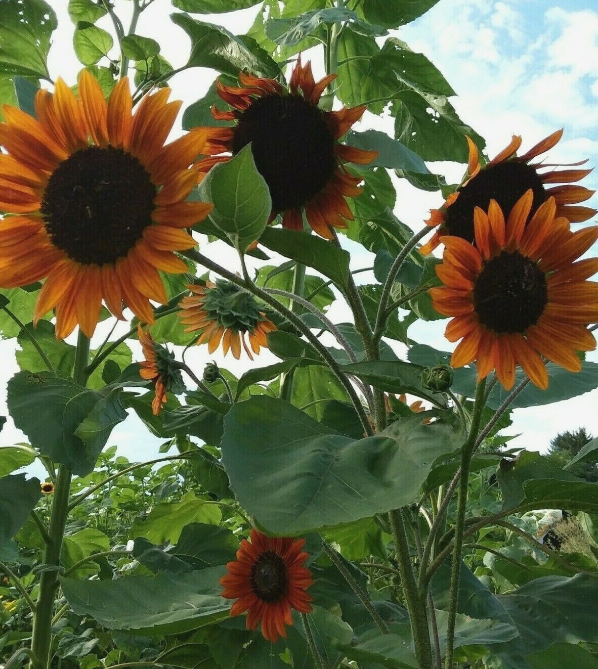 Orange Mahogany Bi-color Sunflower Seeds – Unique Colored Blooms – Comb. S/H