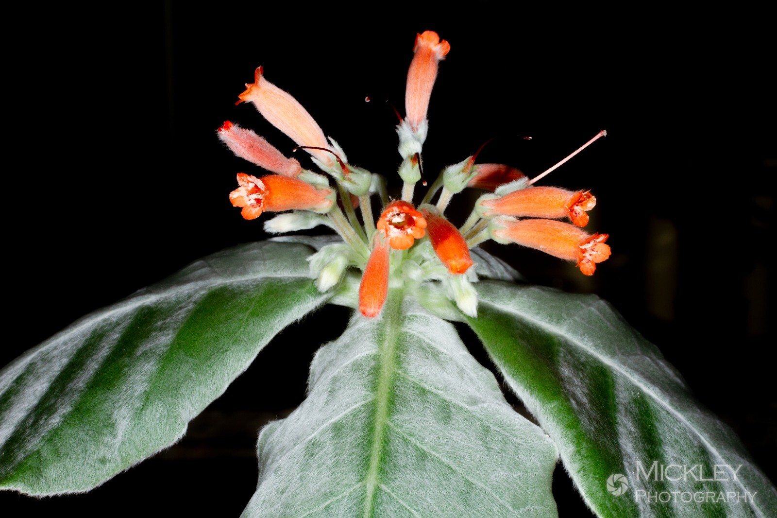 Sinningia leucotricha 30+ seeds – Brazilian Edelweiss, Caudex