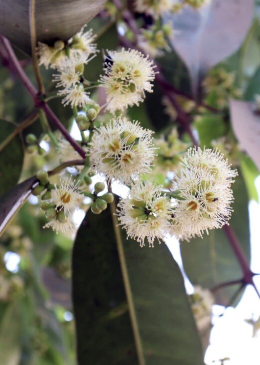 Jamun plant (Syzygium cumini) in Medium Coconut Coir Pot
