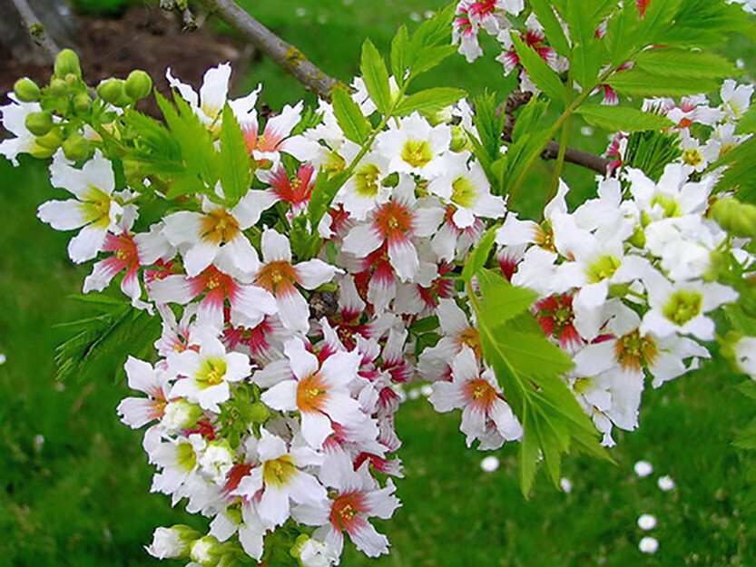 Yellowhorn Xanthoceras sorbifolium, Tree Seeds