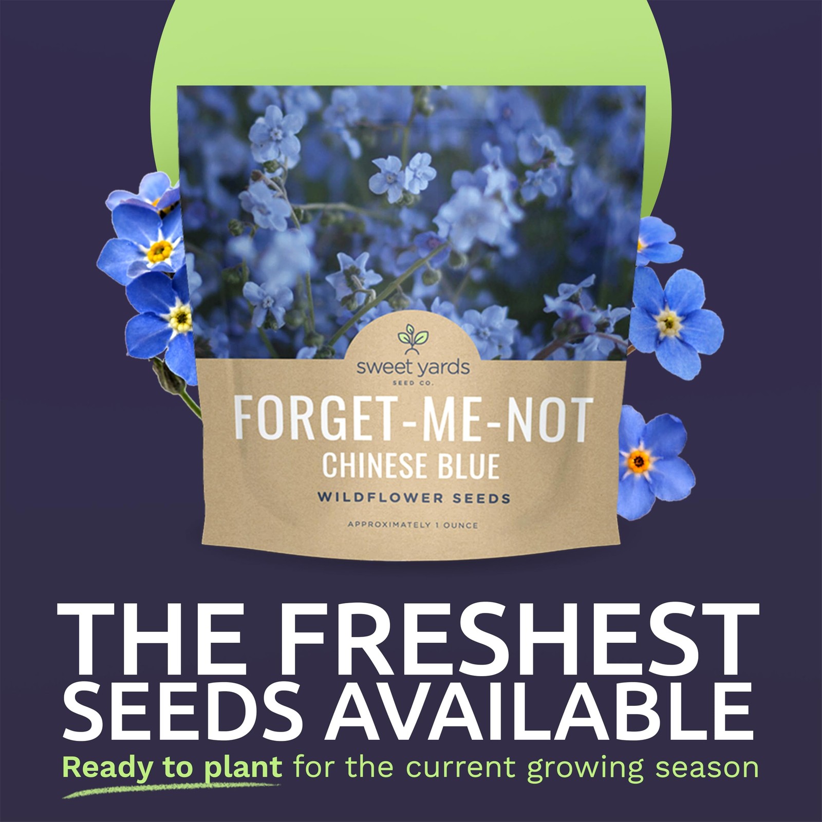 5500 PCS Blue Forget Me Not Wildflower Seeds Cynoglossum Amabile Packet