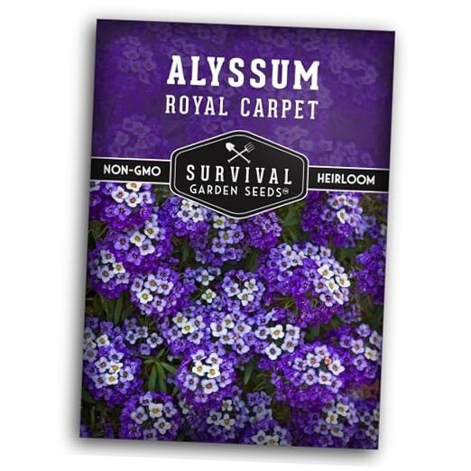 Alyssum Seeds for Planting – Sweet Royal Carpet Purple Alyssum – Fragrant 1