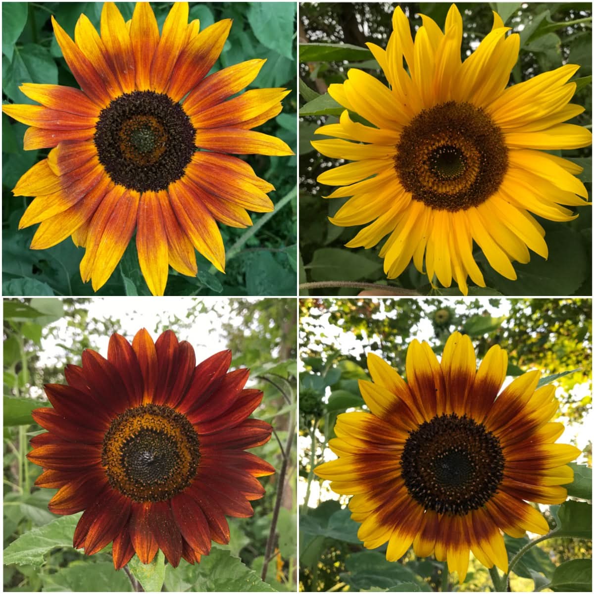 Autumn Beauty Sunflower Seeds For Planting (Helianthus annuus)