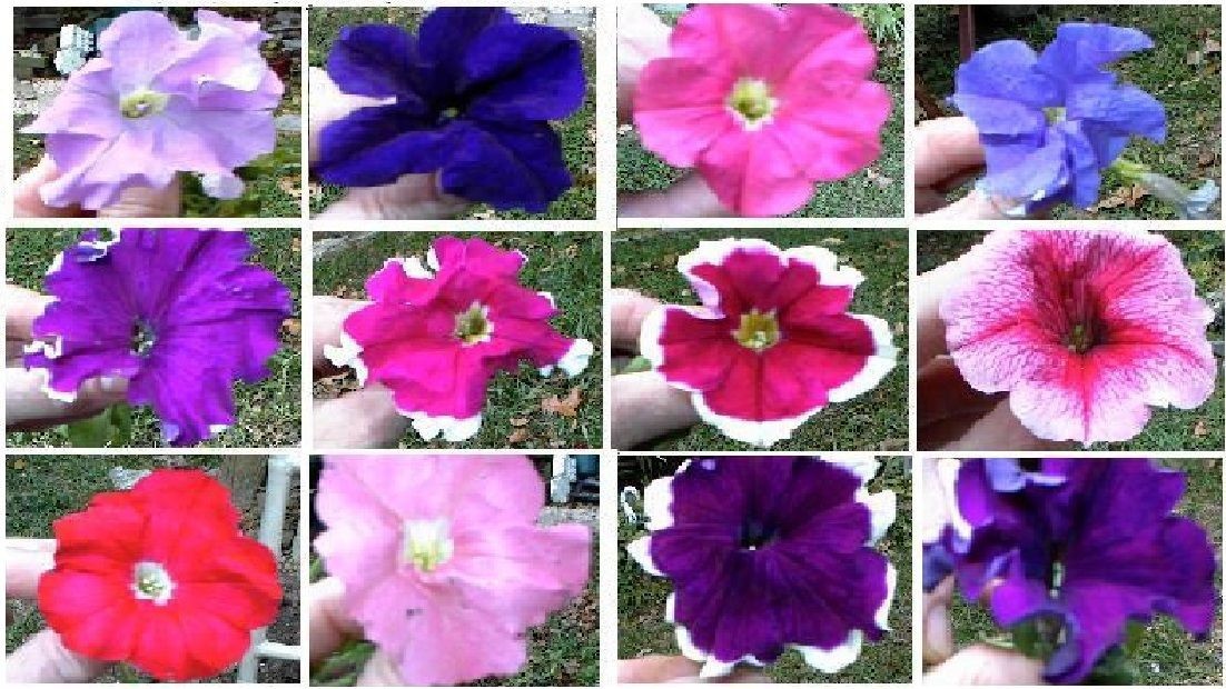 Mixed Petunia 100 Seeds USA Seller Home Grown