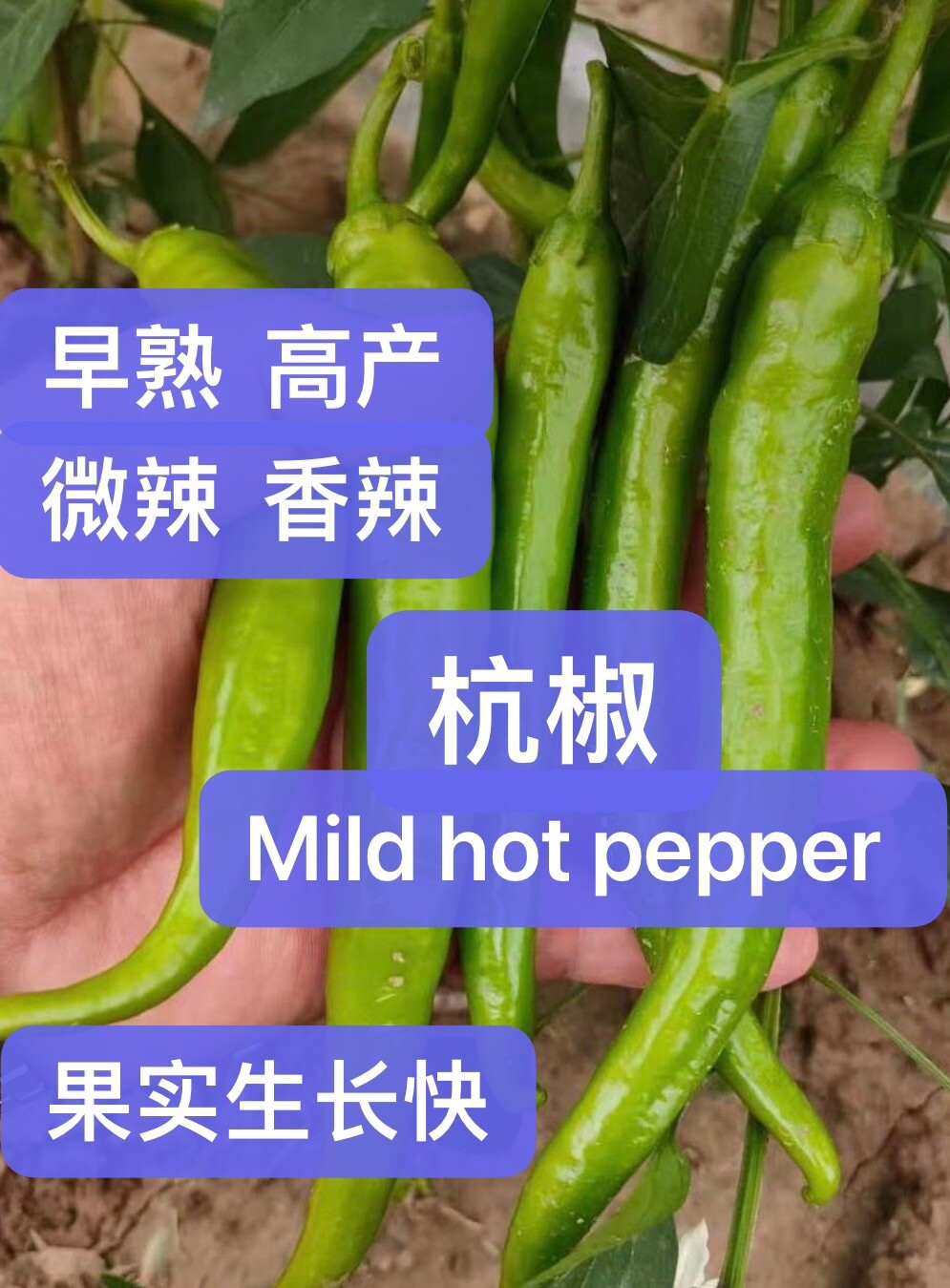 4varieties pepper pack(30+seeds Each, Total 120+seeds) 4种辣椒种子合集(各品种30+ 粒,共120+粒）