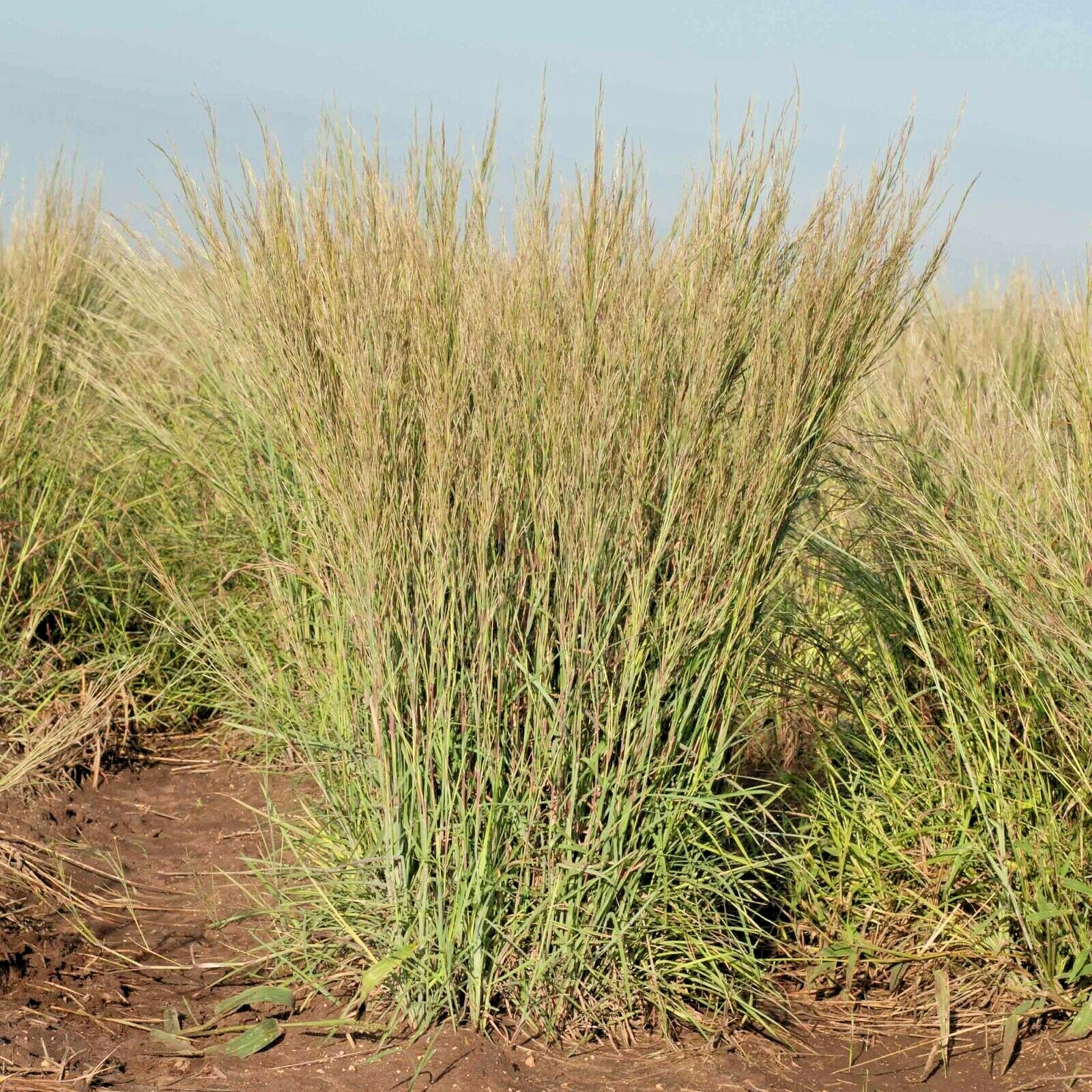 501+ LITTLE BLUESTEM Seeds Native Prairie Grass Ornamental Perennial Fall Colors